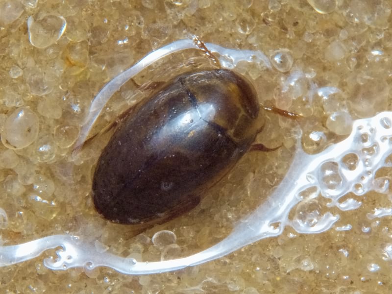 Noterus clavicornis (De Geer, 1774)